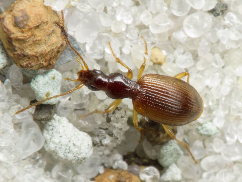 Oxypselaphus obscurus (Herbst, 1784)